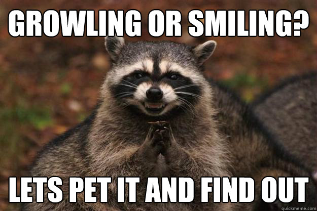 Growling or smiling? lets pet it and find out - Evil Plotting Raccoon -  quickmeme