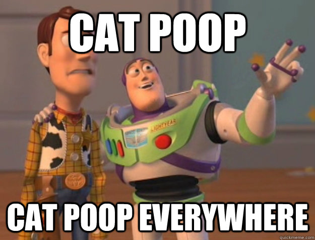 Image result for cat poop everywhere