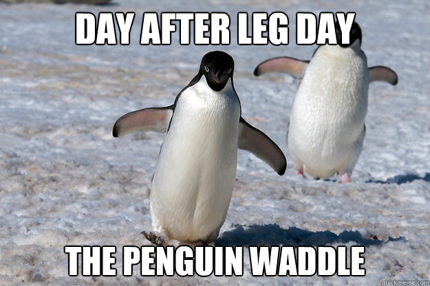 day after leg day the penguin waddle - Leg Day - quickmeme