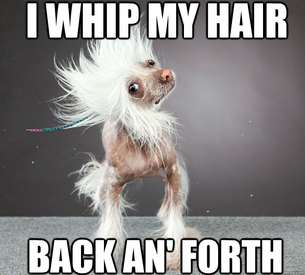 I WHIP MY HAIR BACK AN' FORTH - Whipdog - quickmeme