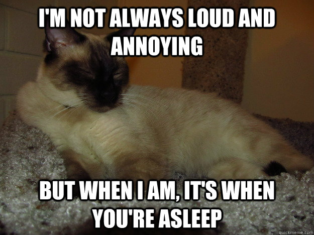 I'm not always loud and annoying But when I am, it's when you're asleep -  Murphy - quickmeme