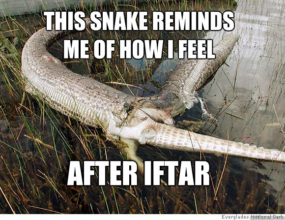This snake reminds me of how I feel After iftar - Too much food - quickmeme