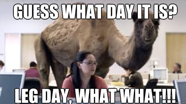 GUESS WHAT DAY IT IS? LEG DAY, WHAT WHAT!!! - camel - quickmeme