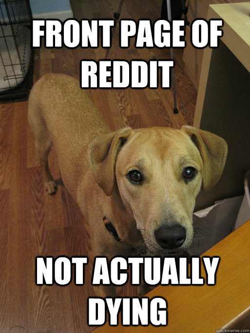 reddit-dog-dying