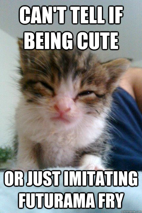 Can't tell if being cute or just imitating futurama fry - Skeptical Kitten  - quickmeme
