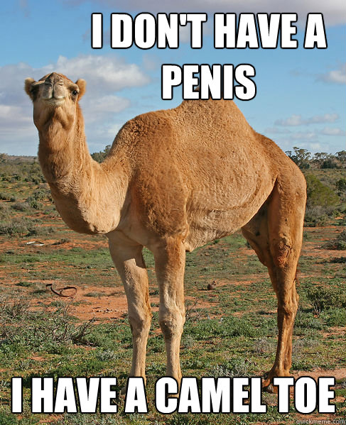 I don't have a penis I have a camel toe - Incorrigible Camel - quickmeme