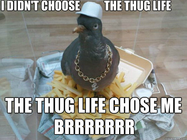 I Didn't Choose The Thug Life The Thug Life Chose Me BRRRRRRR - Socially  Awesome Pigeon - quickmeme