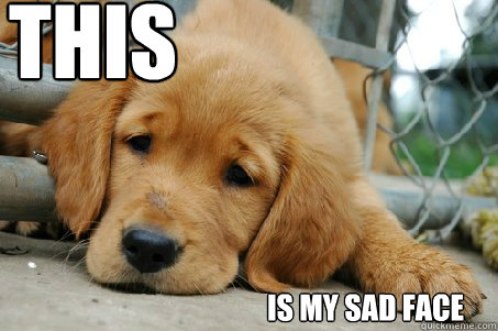 Sad Dog Face Meme