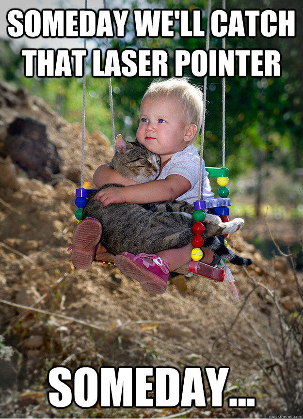 Someday we'll catch that laser pointer Someday... - Someday - quickmeme
