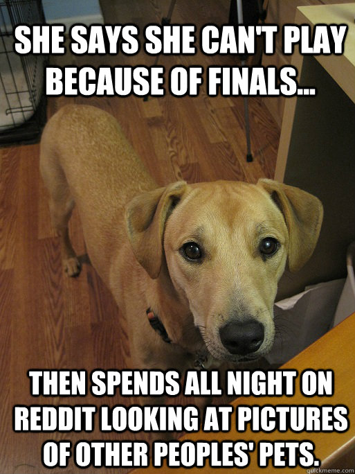She says she can't play because of finals... then spends all night on Reddit  looking at pictures of other peoples' pets. - Redditors Dog - quickmeme