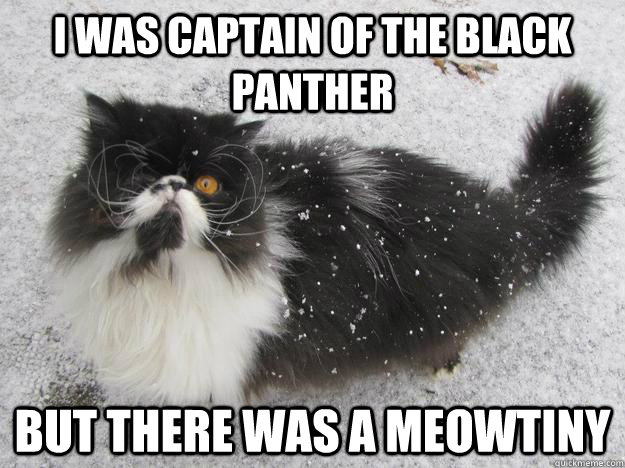 I was captain of the Black Panther But there was a meowtiny - pirate cat -  quickmeme