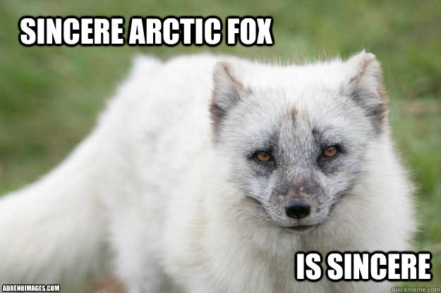 Sincere Arctic Fox Is Sincere  - sincere arctic fox -  quickmeme