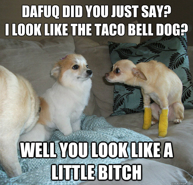 dafuq did you just say? i look like the taco bell dog? well you look like a  little bitch - Pissed Off Puppy - quickmeme