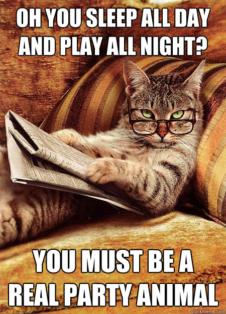 Oh you sleep all day and play all night? You must be a real party animal -  Misc - quickmeme