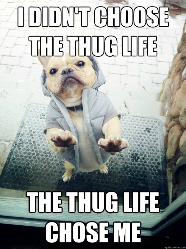 I didn't choose the Thug Life The Thug Life Chose Me - Thug Dog - quickmeme