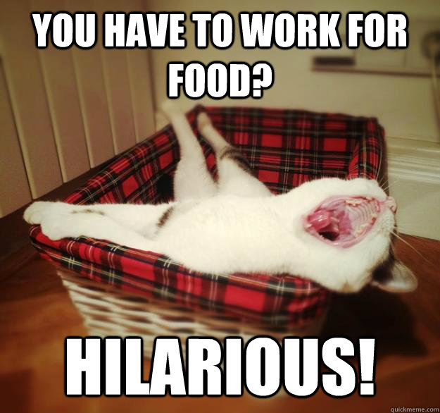 you have to work for food? hilarious! - Oblivious Flat Cat - quickmeme