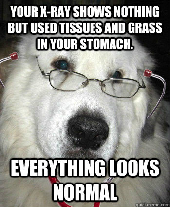 Your X-Ray shows nothing but used tissues and grass in your stomach.  Everything looks normal - Dr. Dog - quickmeme