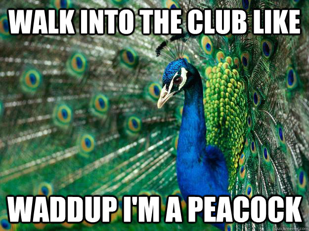 Walk into the club like waddup i'm a peacock - Misc - quickmeme