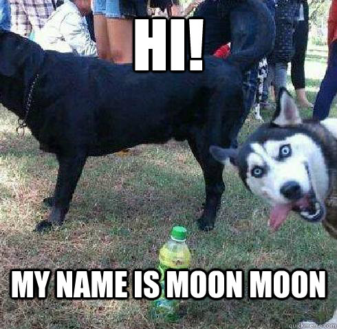 Hi! My name is Moon Moon - Overtly Sexual Husky - quickmeme