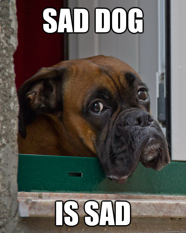 sad dog is sad - Misc - quickmeme