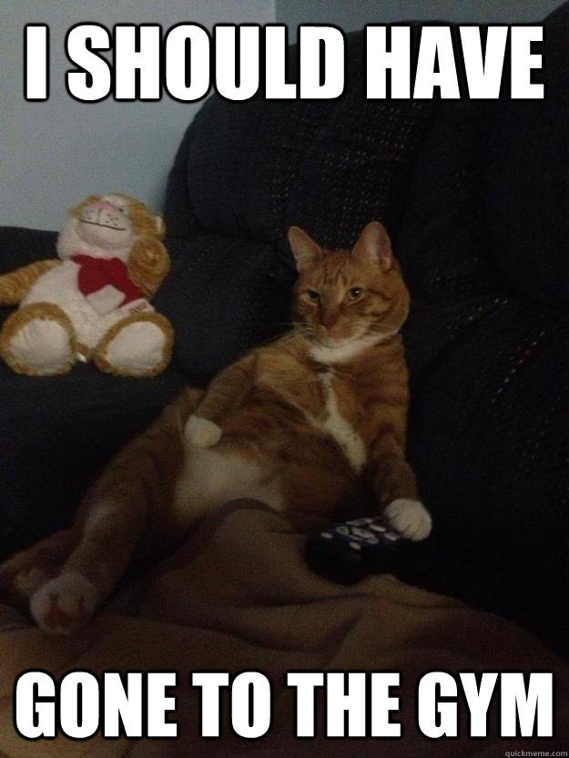i should have gone to the gym - Lazy cat - quickmeme