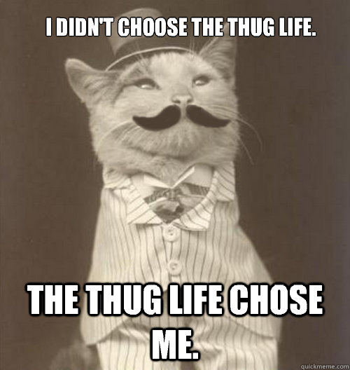 I didn't choose the Thug Life. The Thug Life Chose Me. - Original Business  Cat - quickmeme