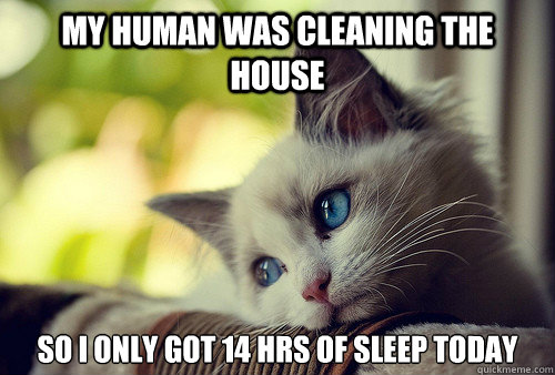 My human was cleaning the house So I only got 14 hrs of sleep today - First  World Cat Problems - quickmeme